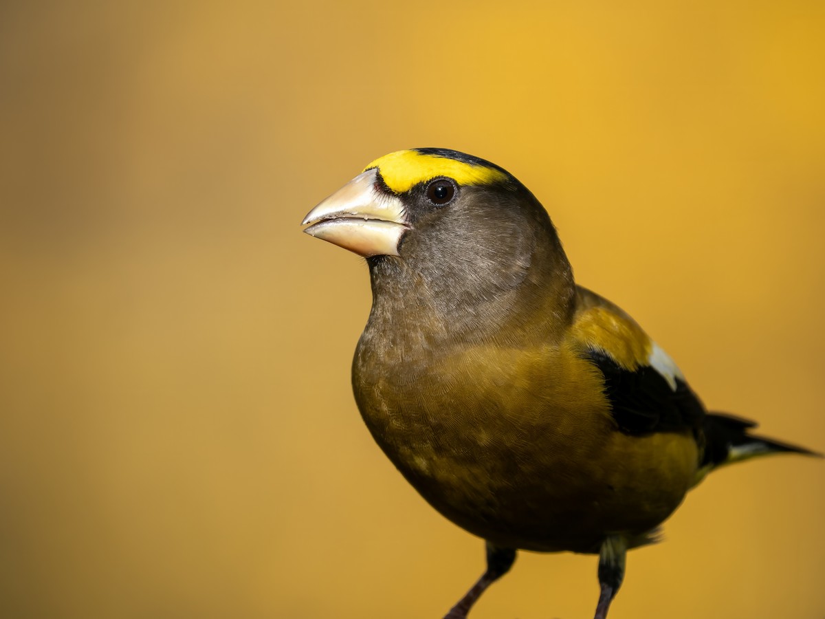 Evening Grosbeak - ML645082180