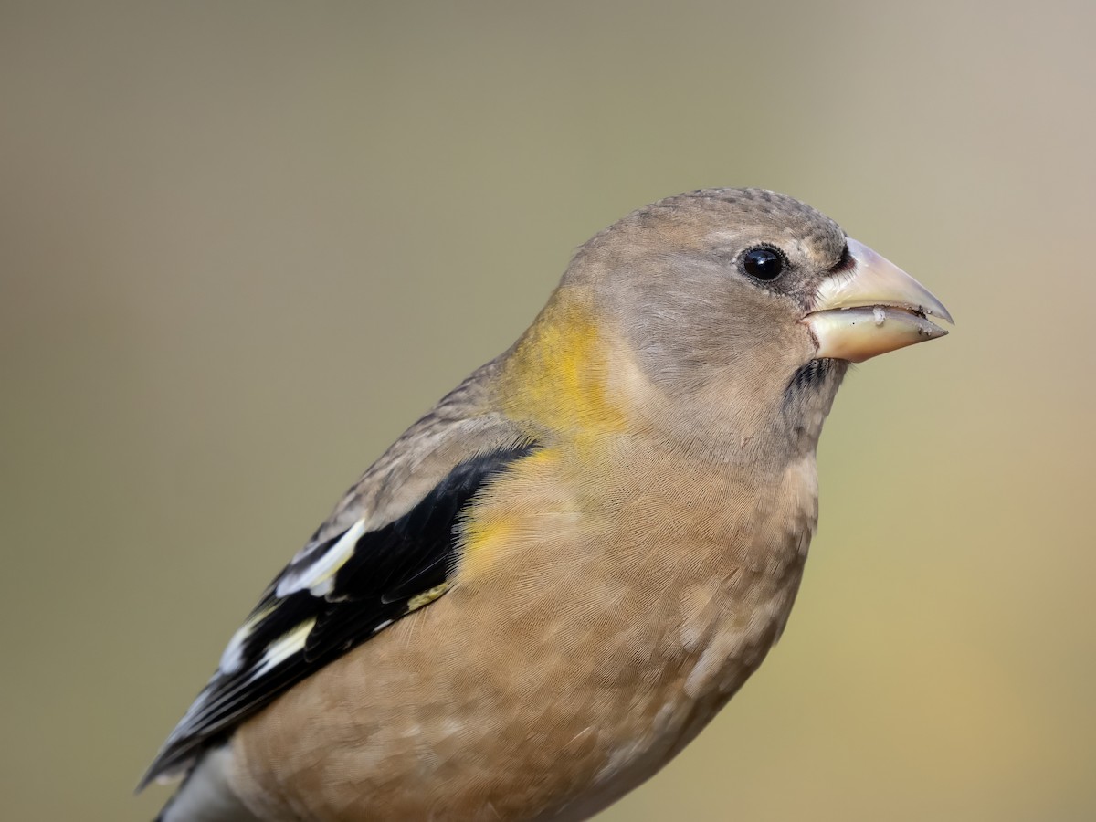 Evening Grosbeak - ML645082182