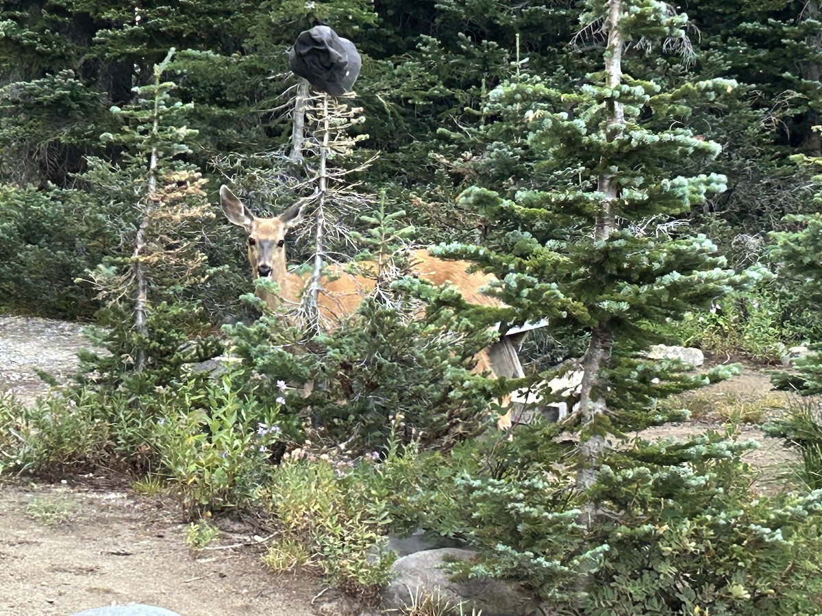 Cerf mulet - ML645082186