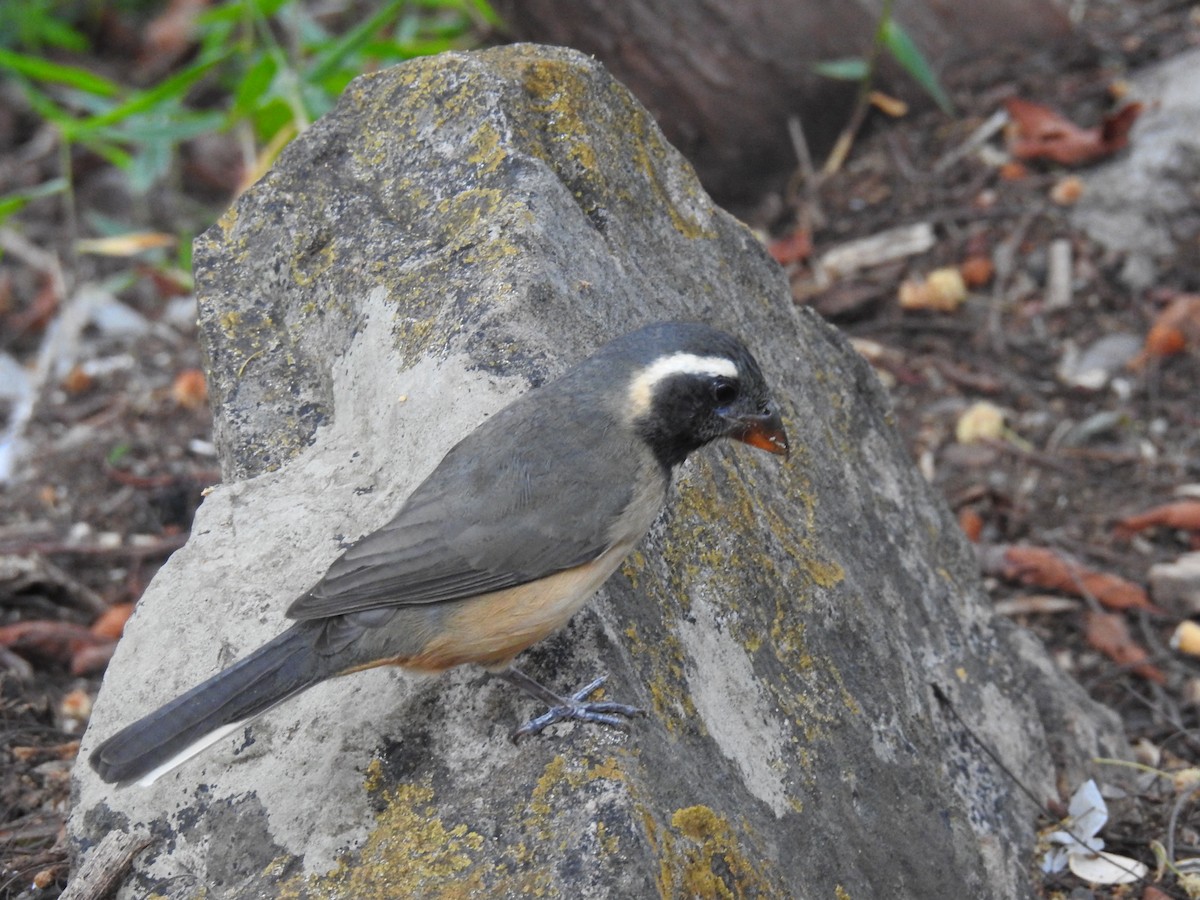 Golden-billed Saltator - ML645082188