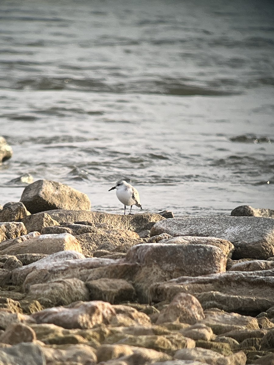 jespák písečný - ML645082195