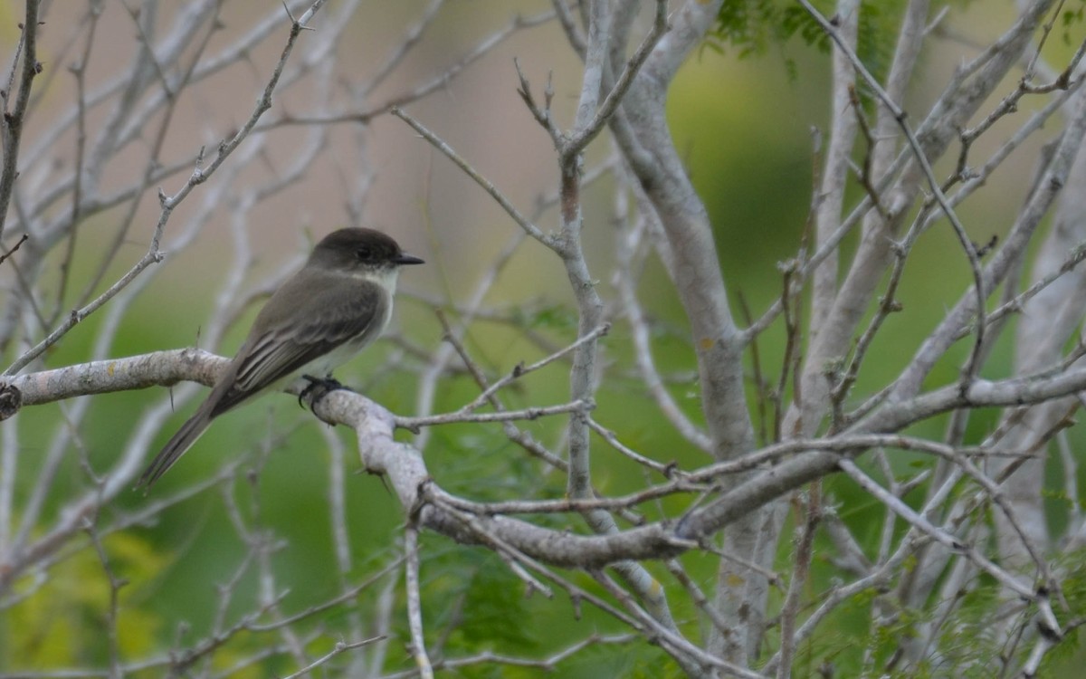 Eastern Phoebe - ML645082196