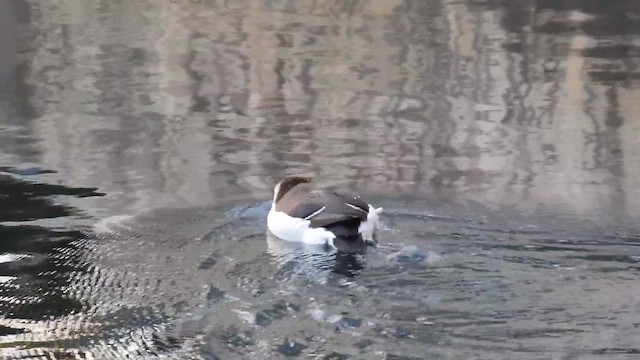 Ustura Gagalı Alk - ML645082197