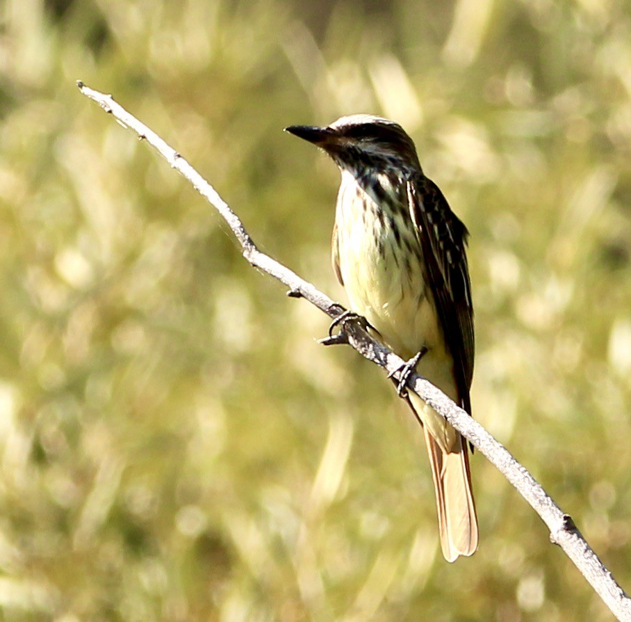 Sulphur-bellied Flycatcher - ML645082208
