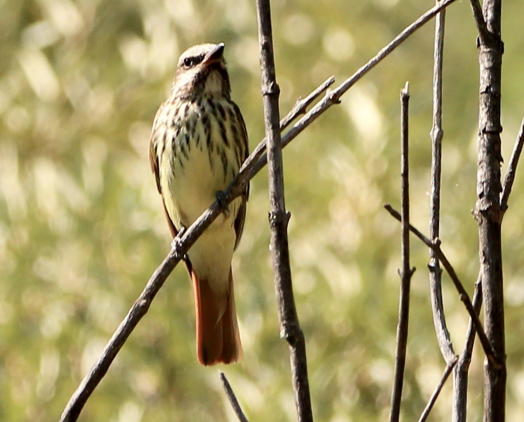 Sulphur-bellied Flycatcher - ML645082213