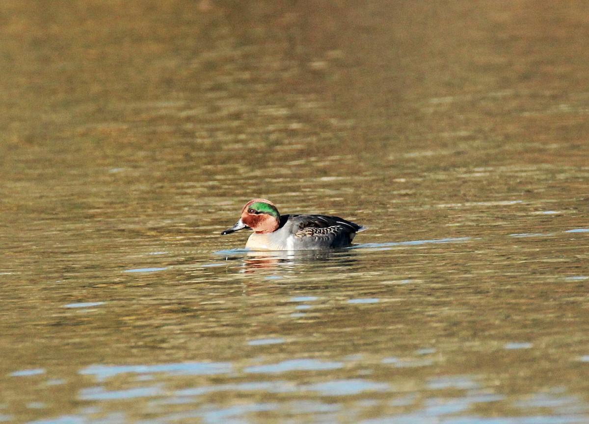 小水鴨 - ML645082214
