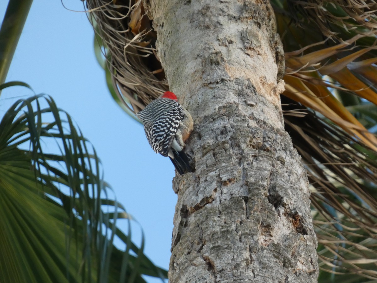 Red-bellied Woodpecker - ML645082217
