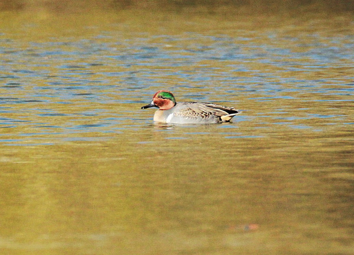 小水鴨 - ML645082220