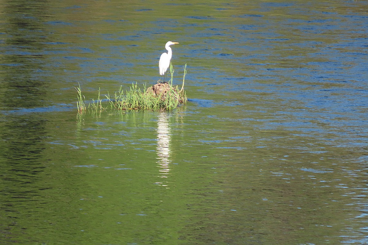 Great Egret - ML645082229