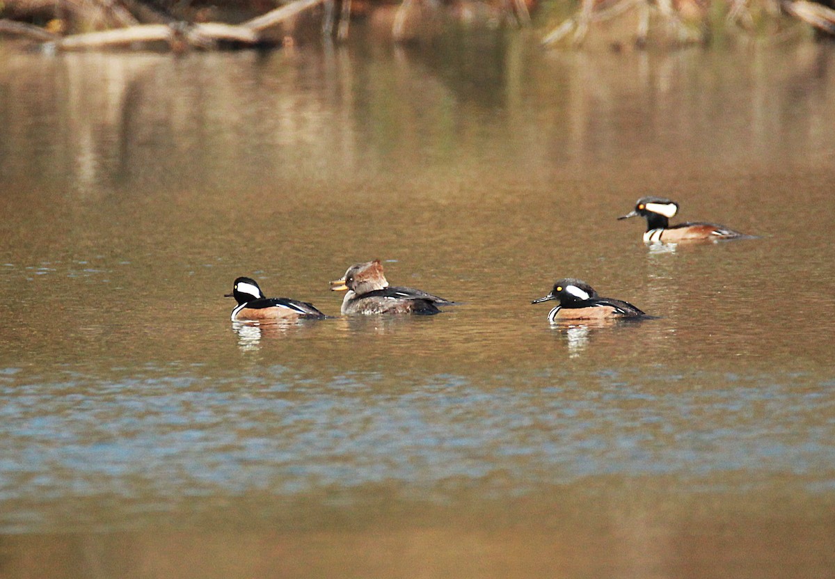 Hooded Merganser - ML645082230