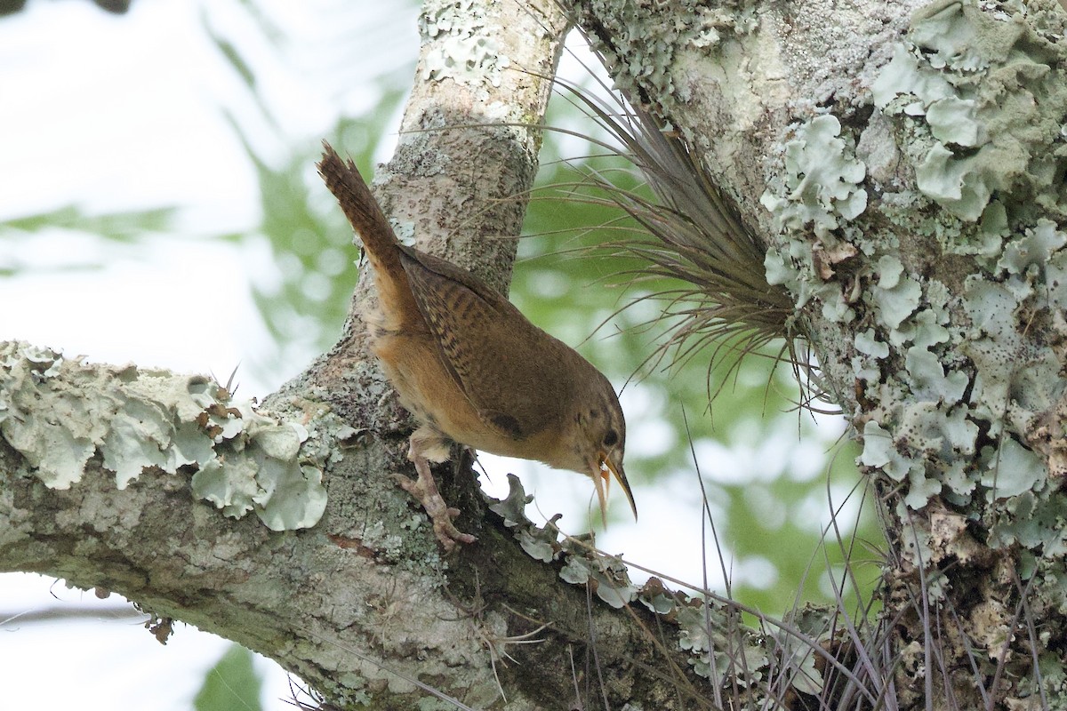 Southern House Wren - ML645082238