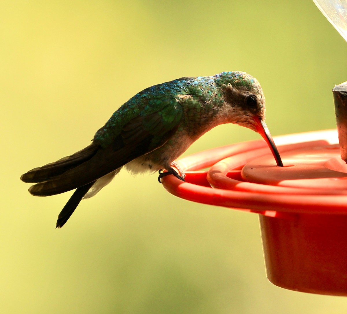Broad-billed Hummingbird - ML645082239