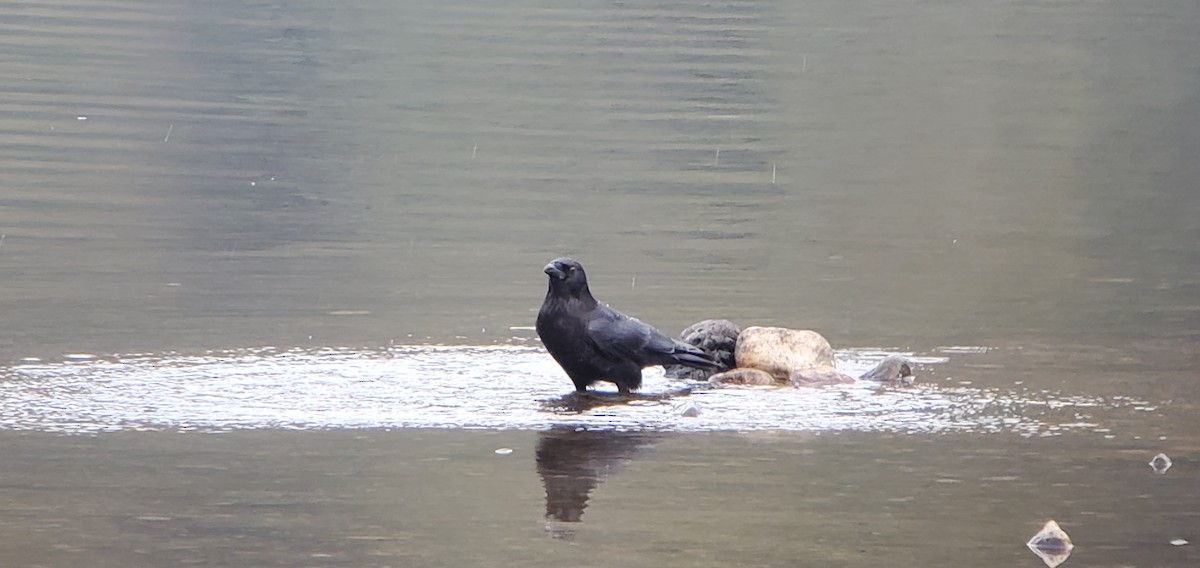 American Crow - ML645082247