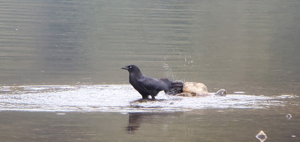 American Crow - ML645082250