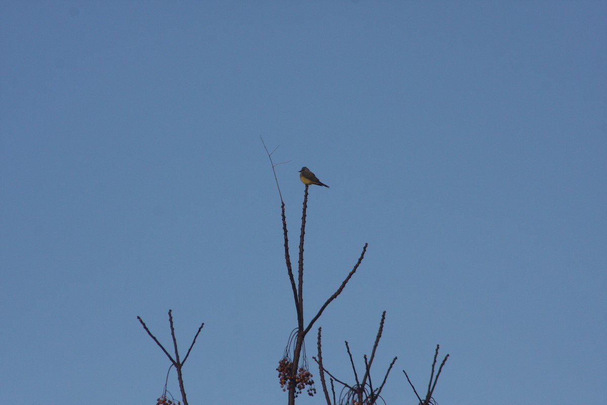 Western Kingbird - ML645082256
