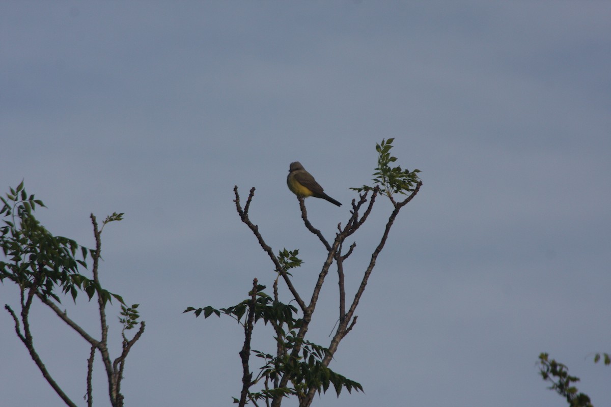 Western Kingbird - ML645082257