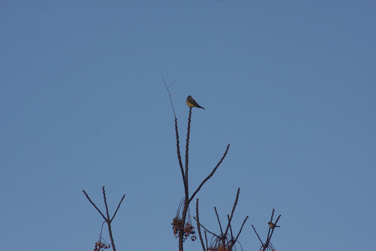 Western Kingbird - ML645082258