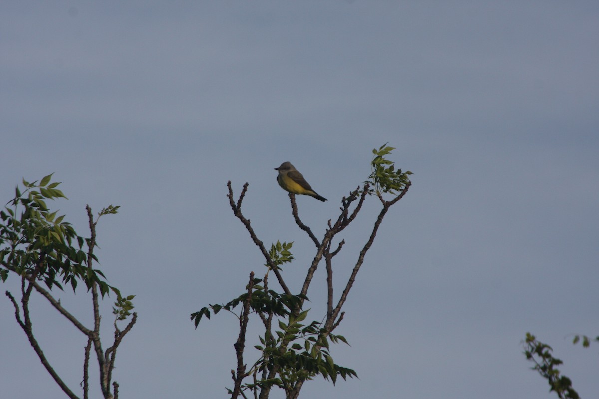 Western Kingbird - ML645082260