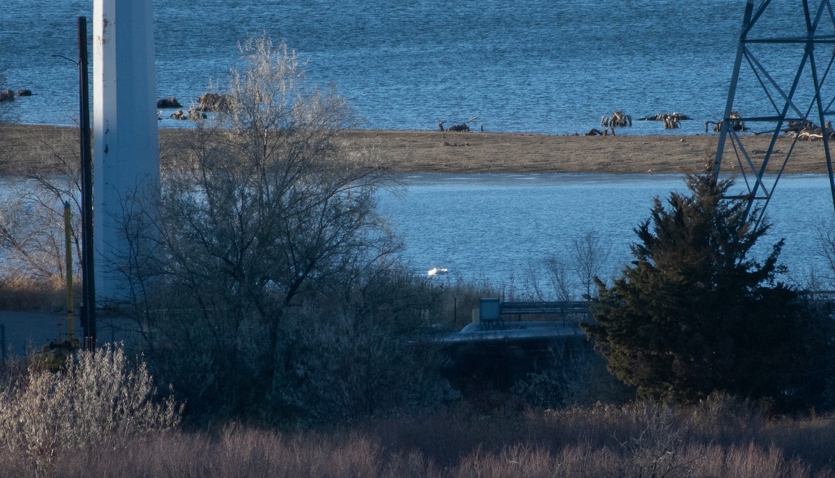 Trumpeter Swan - ML645082262