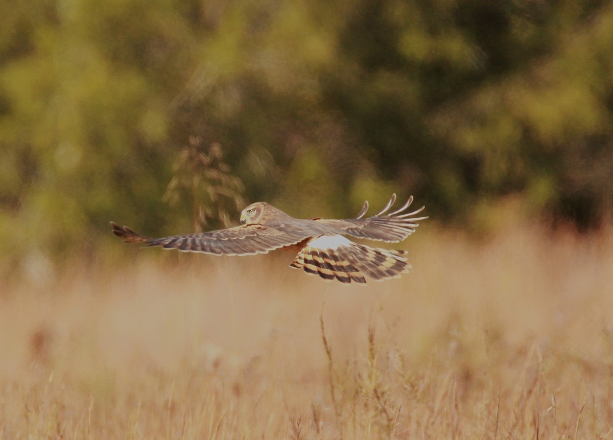 Northern Harrier - ML645082268