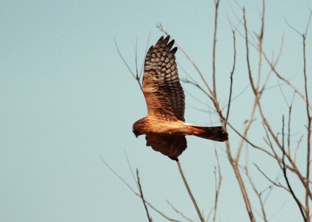 Northern Harrier - ML645082269