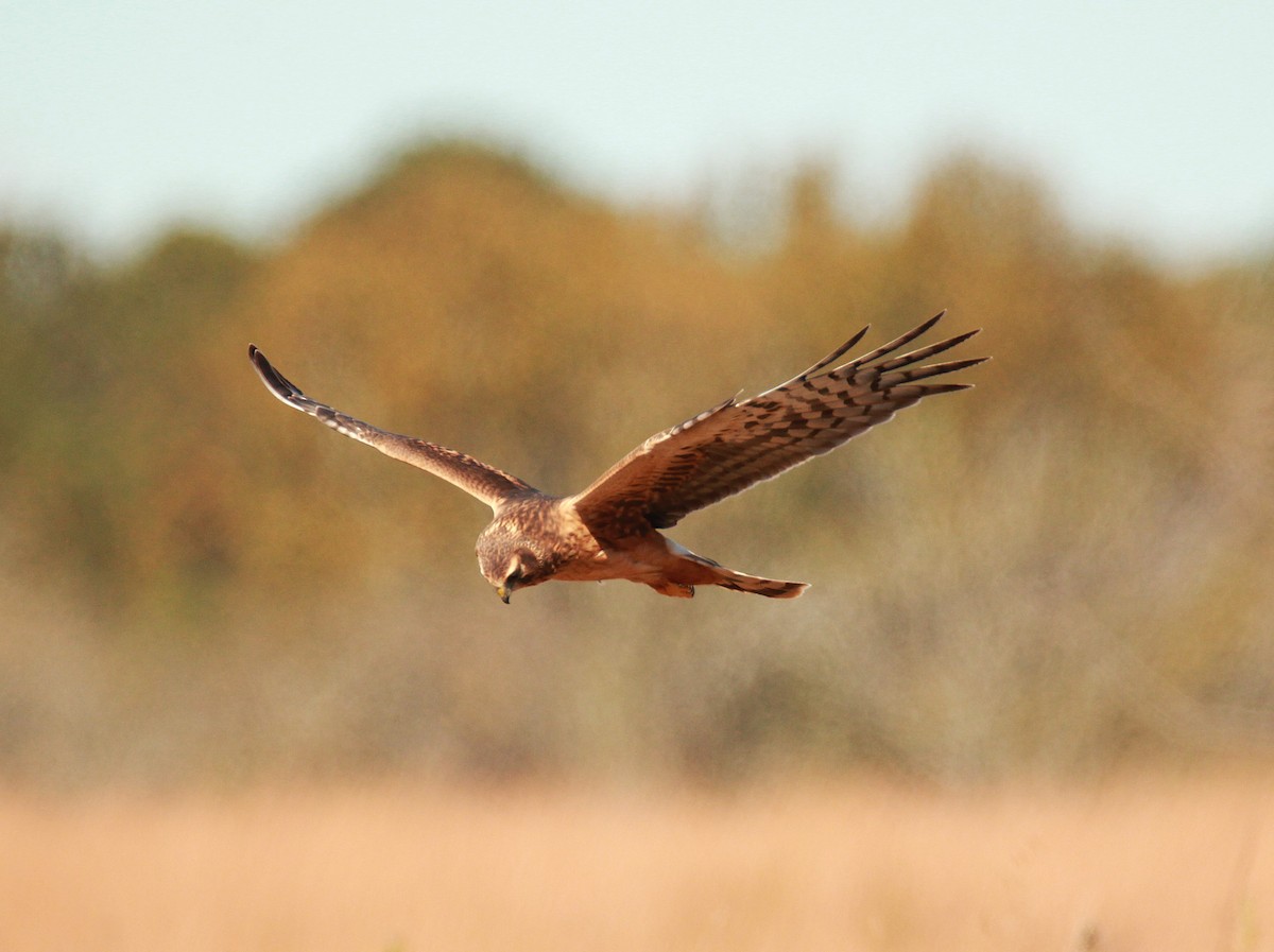 Northern Harrier - ML645082270