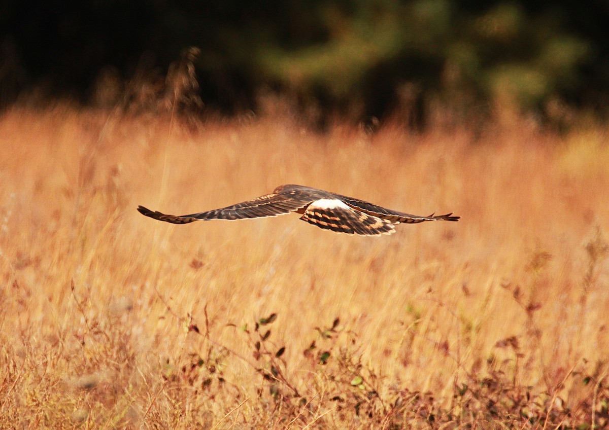 Northern Harrier - ML645082271