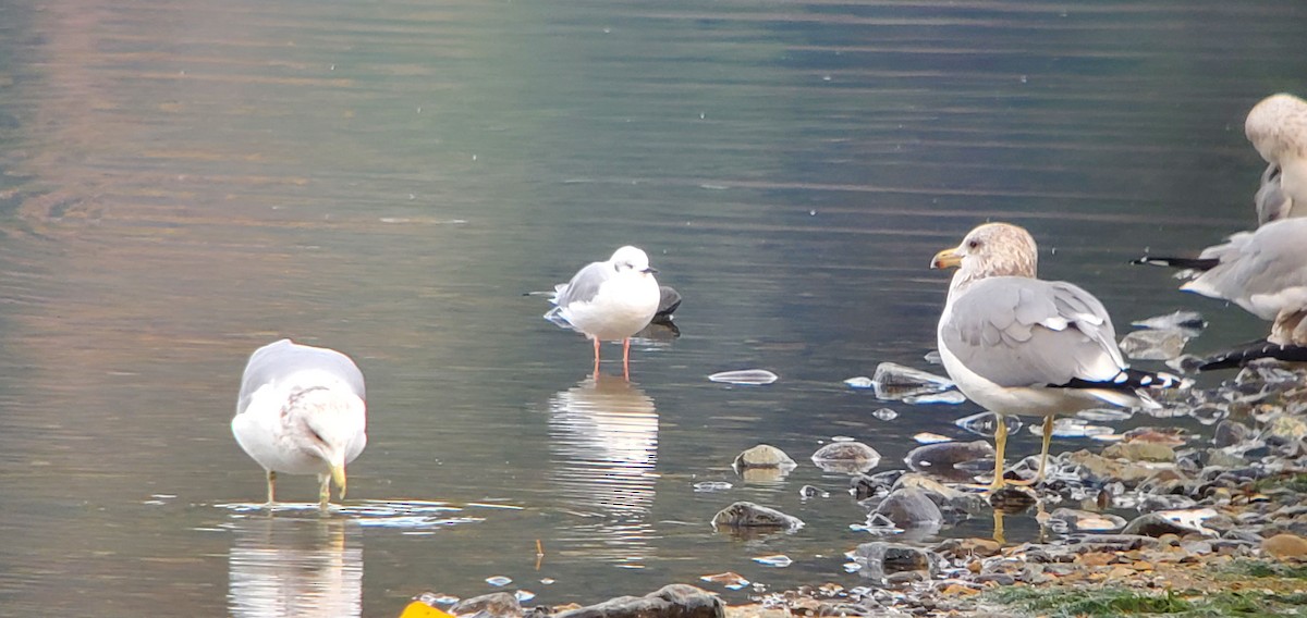 California Gull - ML645082276