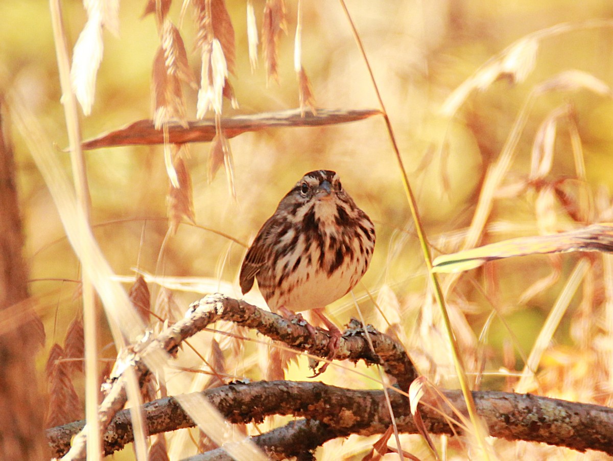 Song Sparrow - ML645082286