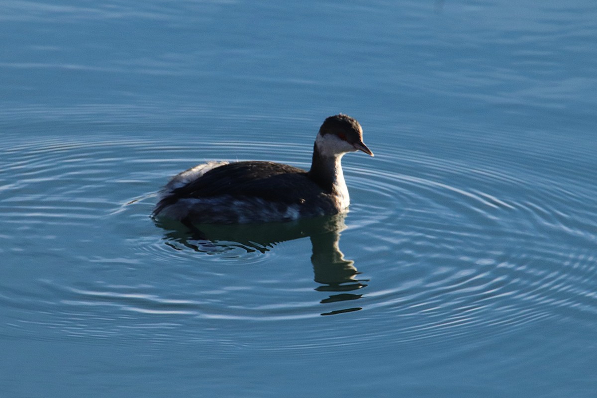 Horned Grebe - ML645082291