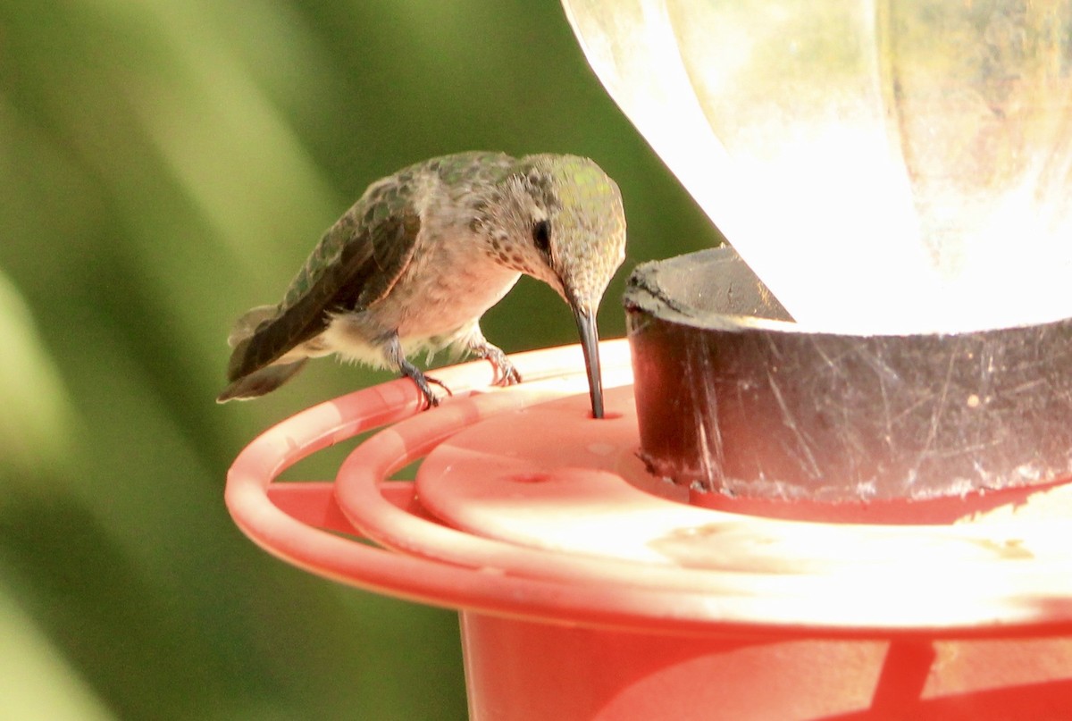 Anna's Hummingbird - ML645082296