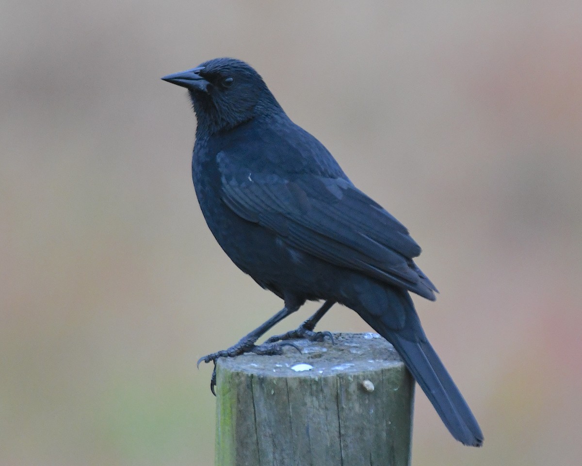 Austral Blackbird - ML645082297