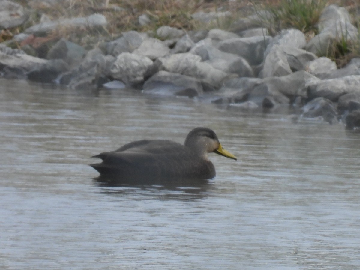 rødfotand - ML645082307