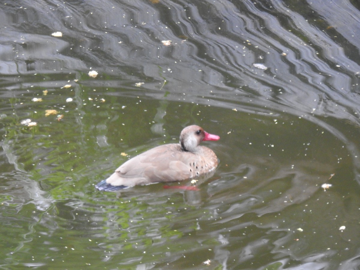 Brazilian Teal - ML645082317