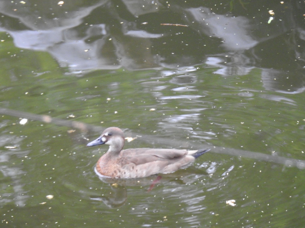 Brazilian Teal - ML645082325