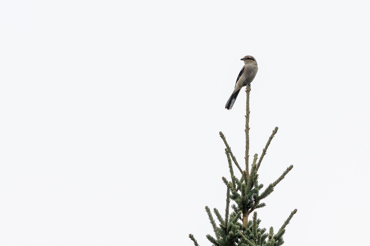 Alcaudón Boreal - ML645082334