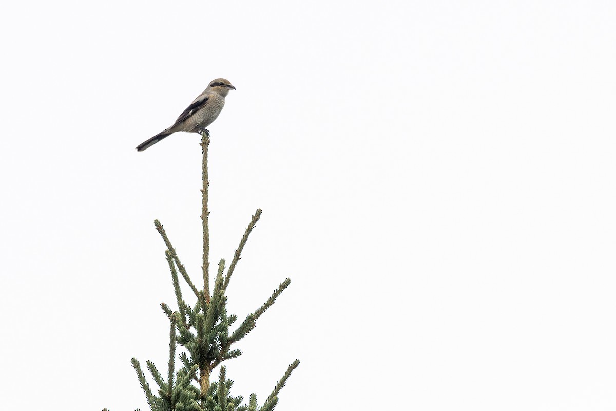 Alcaudón Boreal - ML645082335