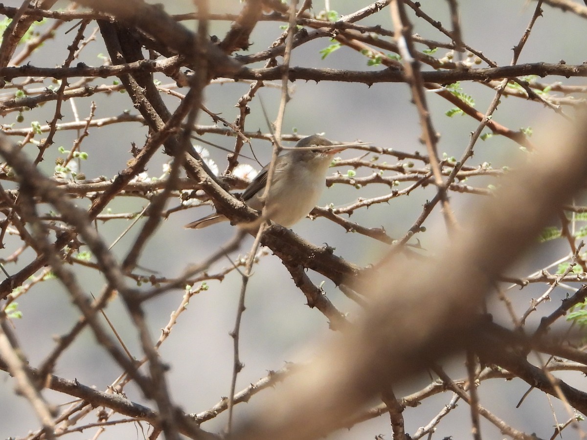 Upcher's Warbler - ML645082348
