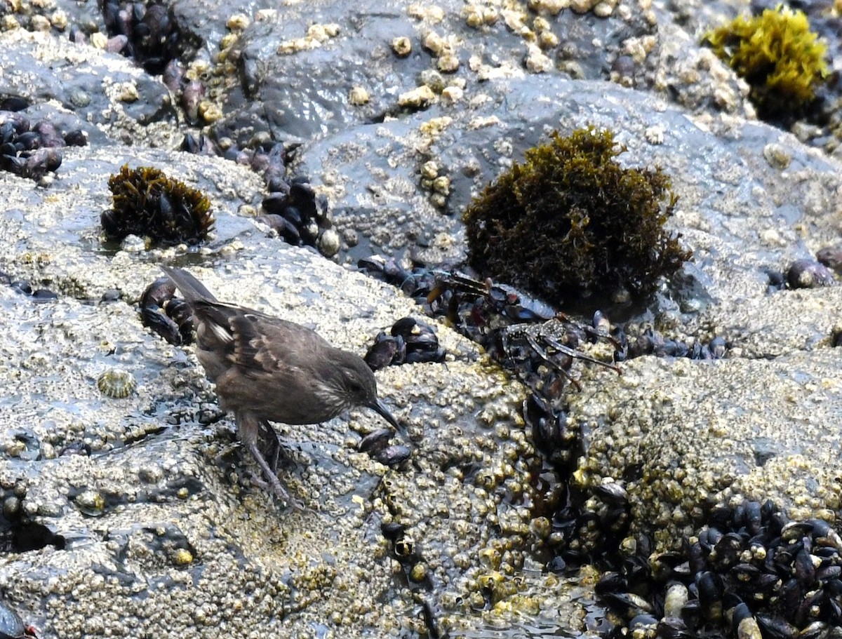 Береговая трясохвостка - ML645082355