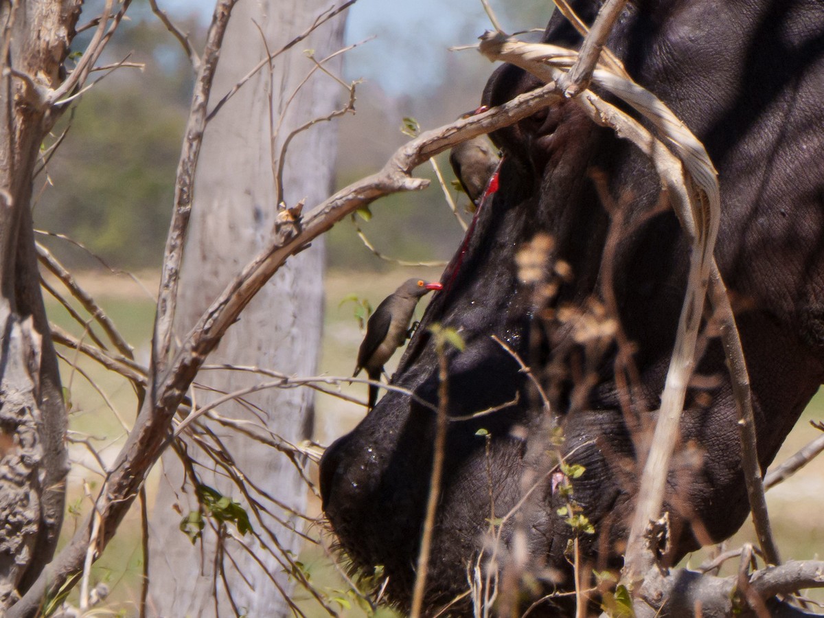 Red-billed Oxpecker - ML645082364
