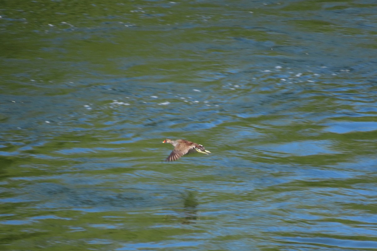 Amerika Sutavuğu - ML645082367