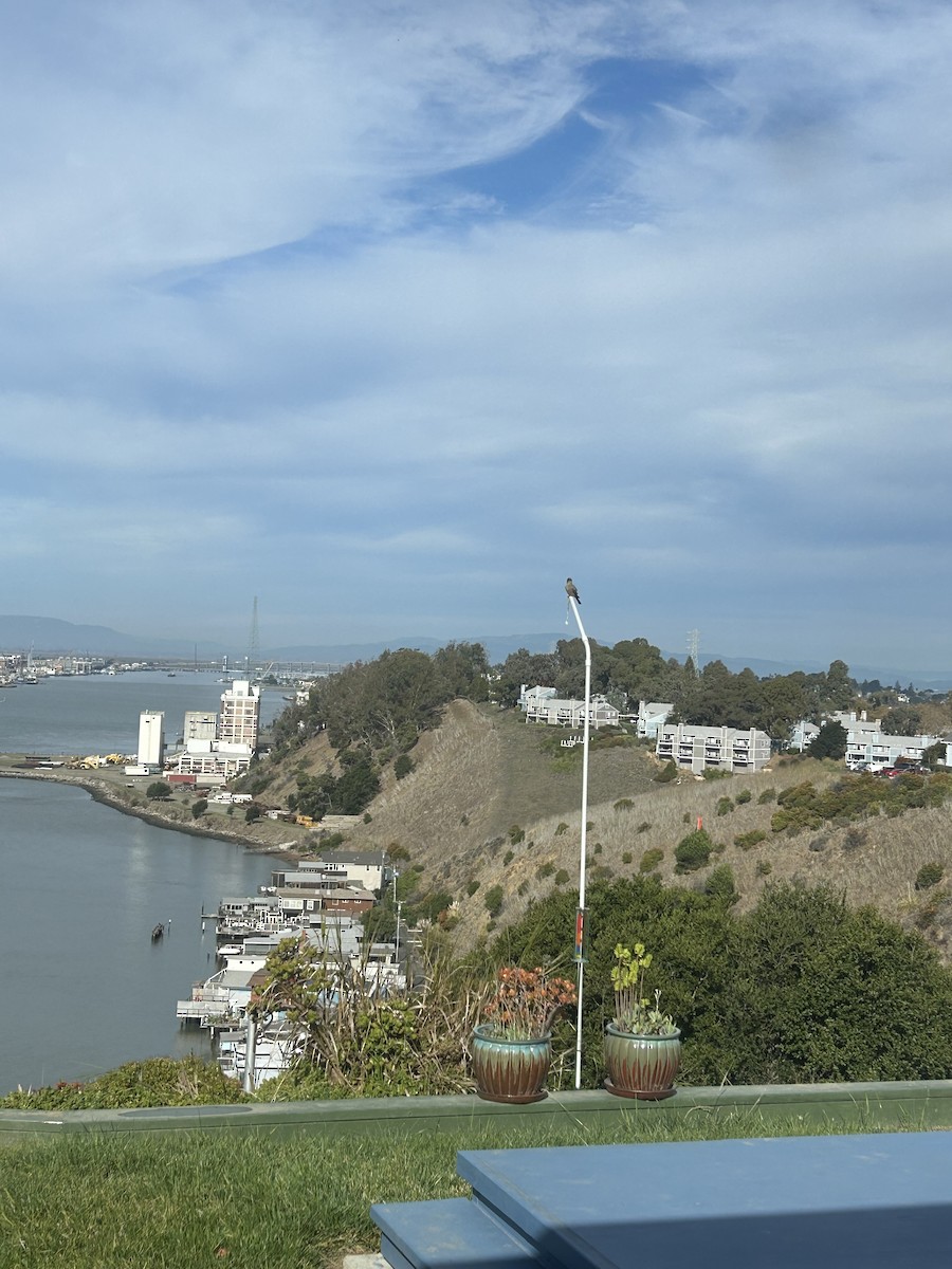 Say's Phoebe - ML645082393