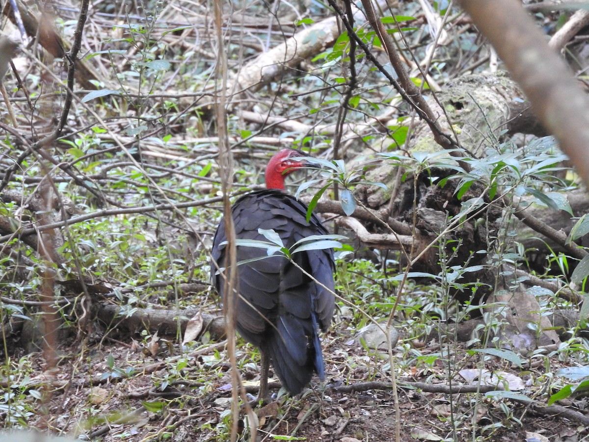 Australian Brushturkey - ML64508241