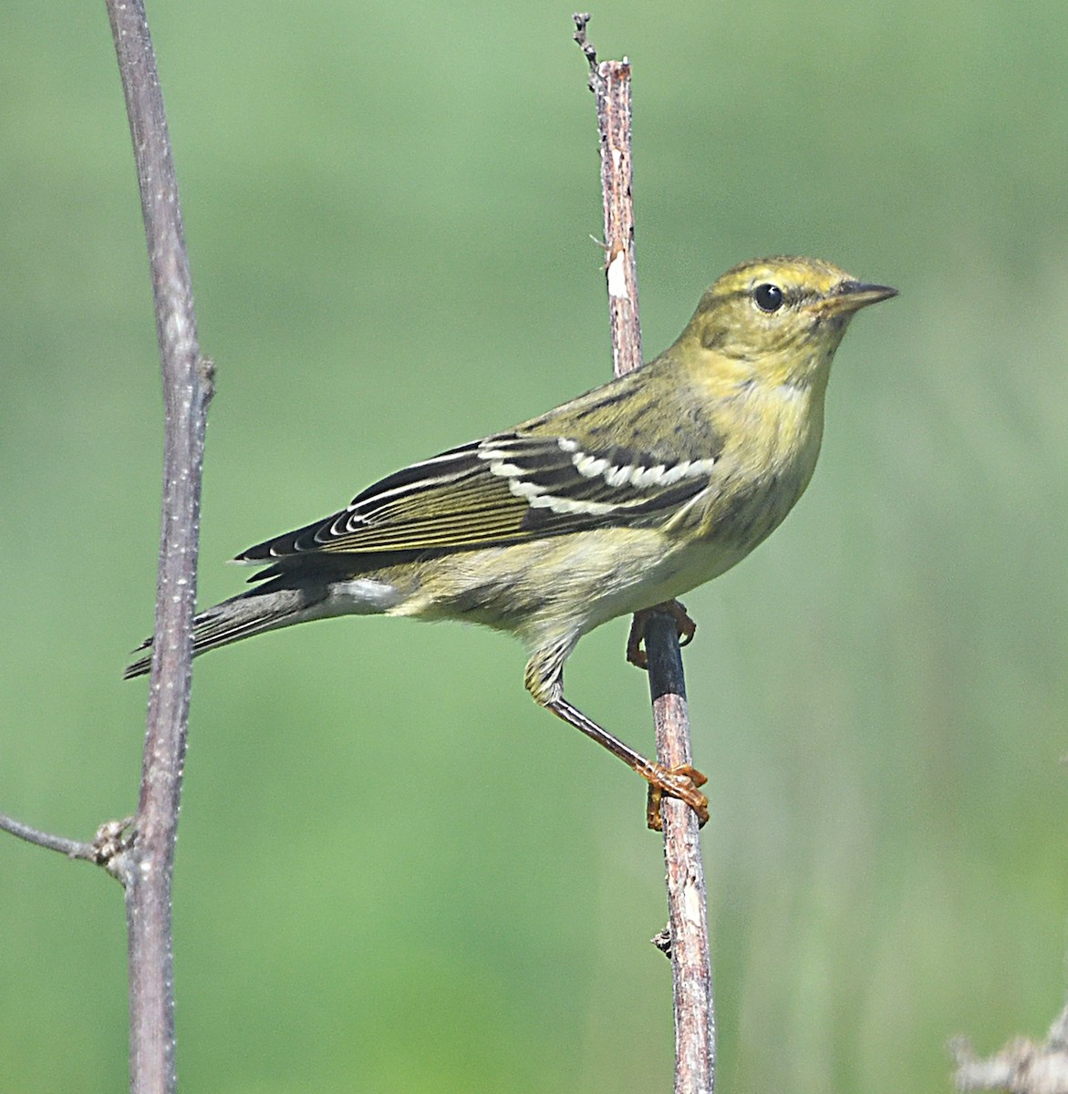 Paruline rayée - ML645082418