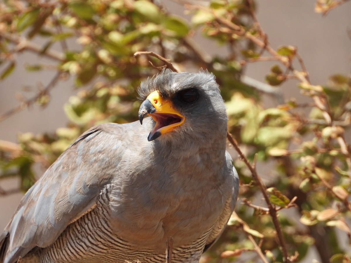 Eastern Chanting-Goshawk - ML645082431