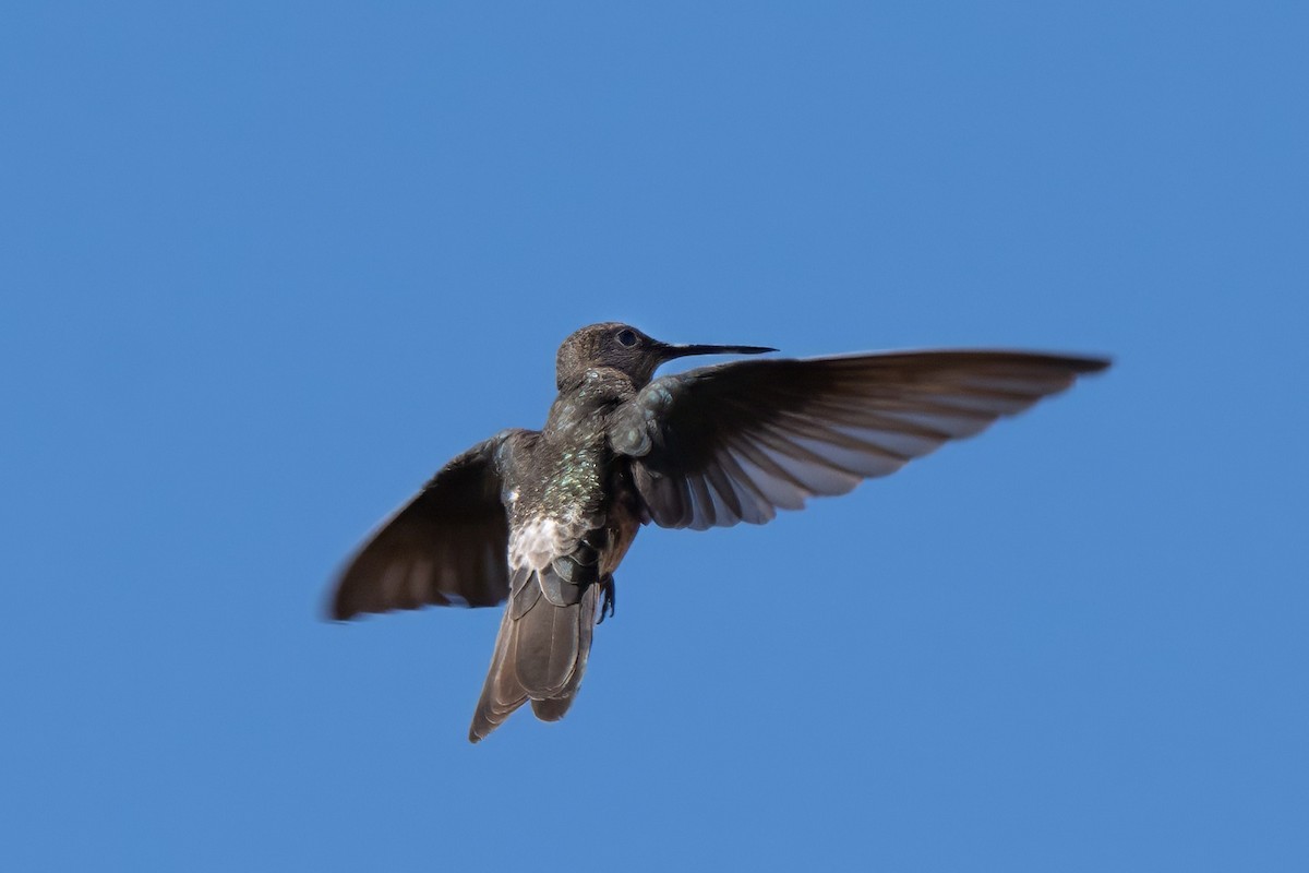 Giant Hummingbird - ML645082434