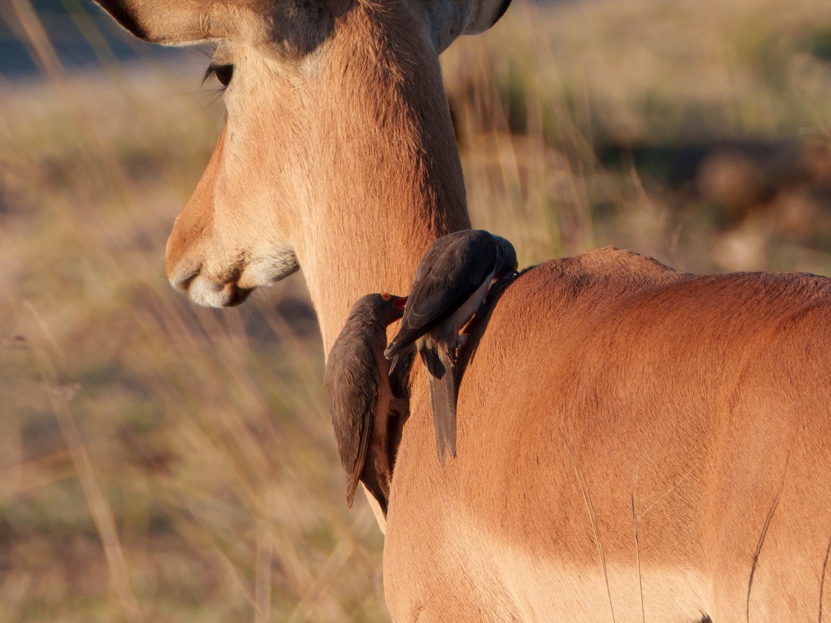 Red-billed Oxpecker - ML645082440