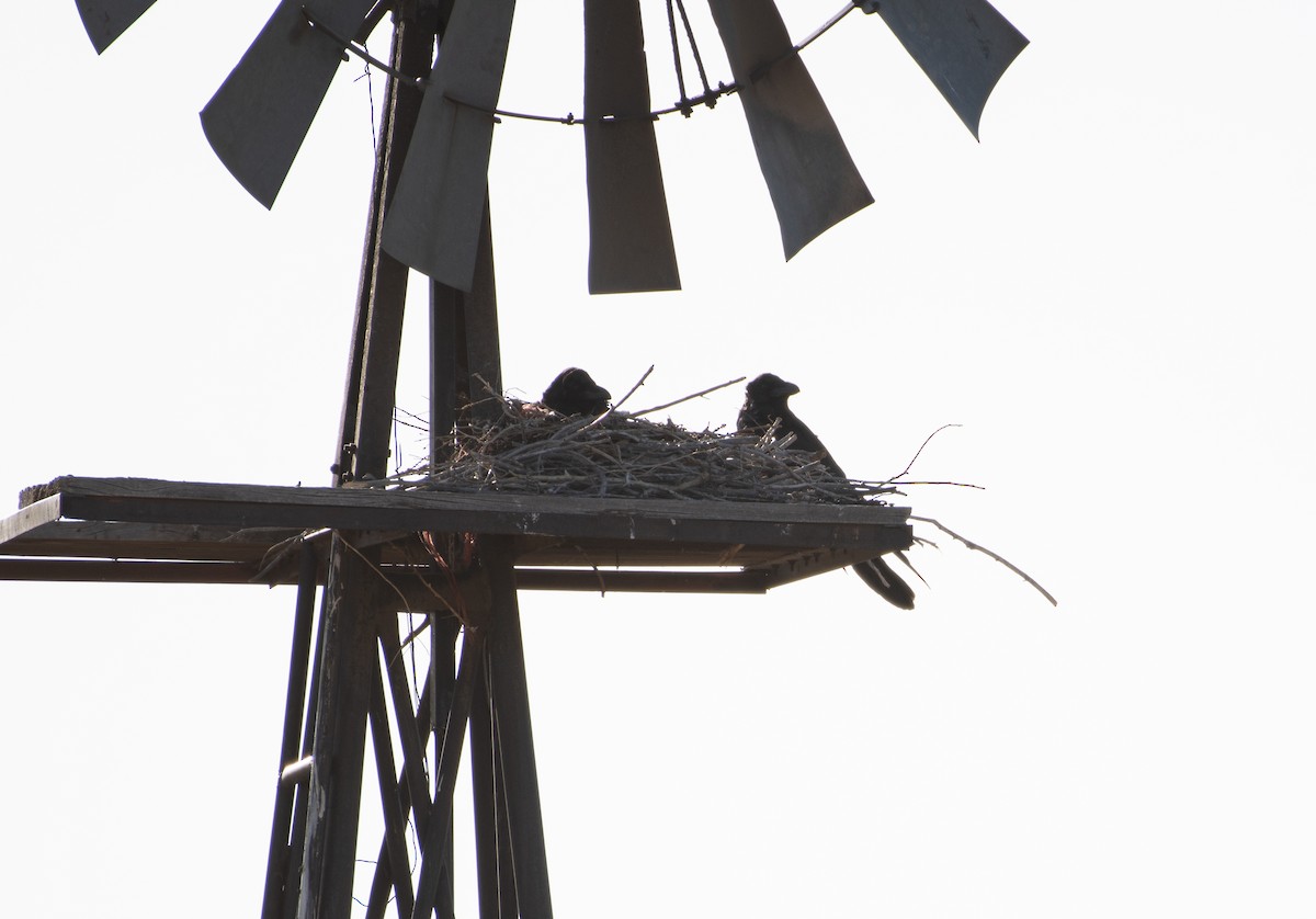 kaktusravn - ML645082442