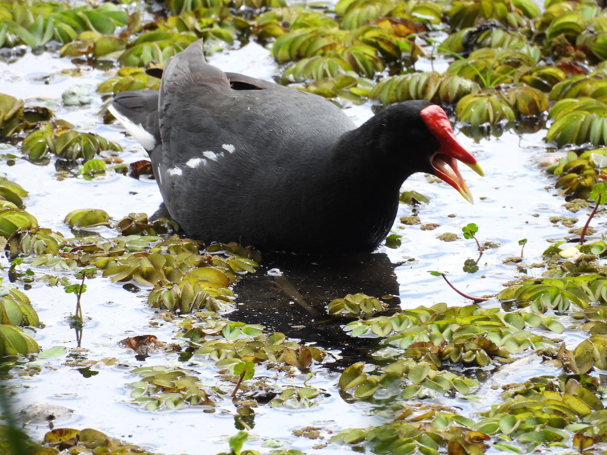 Amerika Sutavuğu - ML645082449