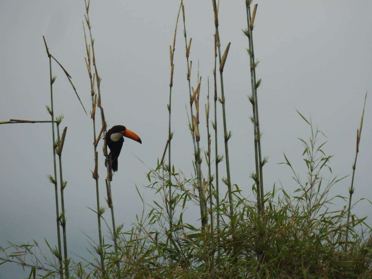 Toco Toucan - ML645082450